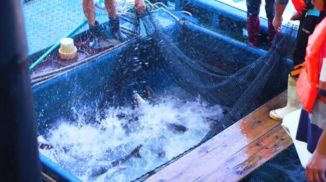 全国首个吸力筒基础桁架式“风渔融合”型海洋牧场正式投产