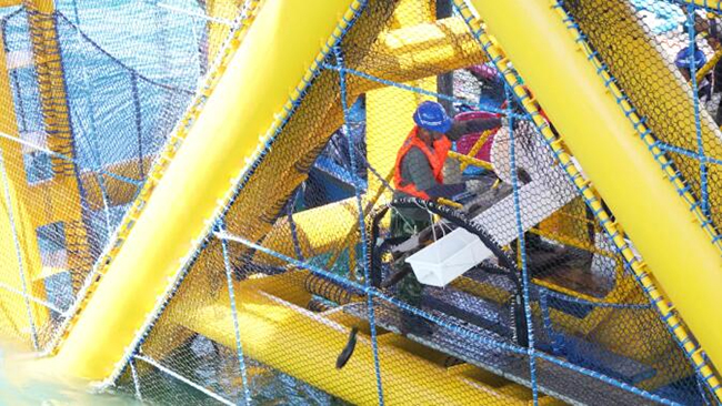 全国首个吸力筒基础桁架式“风渔融合”型海洋牧场正式投产